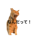 トラ理事長・岡山弁（個別スタンプ：20）