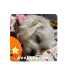マルチーズめりる（個別スタンプ：4）