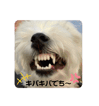 マルチーズめりる（個別スタンプ：6）