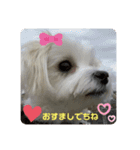 マルチーズめりる（個別スタンプ：10）