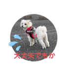 マルチーズめりる（個別スタンプ：11）