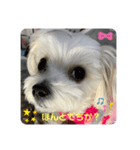 マルチーズめりる（個別スタンプ：12）