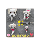マルチーズめりる（個別スタンプ：16）