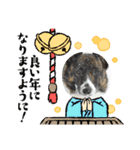 オキ＆さい＆カースケ＆ぐん（個別スタンプ：31）