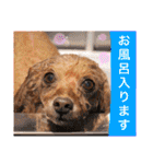 マティラとノアールのキュートなスタンプ（個別スタンプ：33）