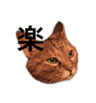 猫と漢字（個別スタンプ：3）
