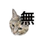 猫と漢字（個別スタンプ：4）