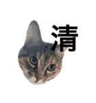 猫と漢字（個別スタンプ：5）
