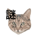 猫と漢字（個別スタンプ：6）