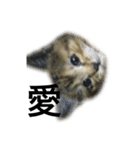 猫と漢字（個別スタンプ：7）
