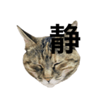 猫と漢字（個別スタンプ：8）
