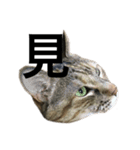猫と漢字（個別スタンプ：9）