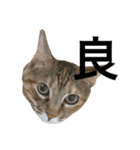 猫と漢字（個別スタンプ：10）