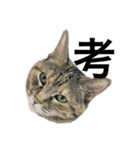 猫と漢字（個別スタンプ：11）