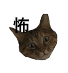 猫と漢字（個別スタンプ：12）