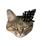 猫と漢字（個別スタンプ：13）