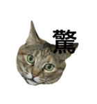 猫と漢字（個別スタンプ：14）