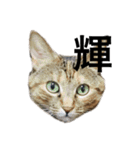 猫と漢字（個別スタンプ：15）