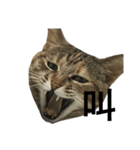 猫と漢字（個別スタンプ：16）