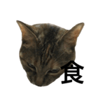 猫と漢字（個別スタンプ：17）