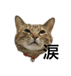 猫と漢字（個別スタンプ：19）