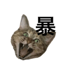 猫と漢字（個別スタンプ：20）