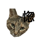 猫と漢字（個別スタンプ：21）