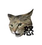 猫と漢字（個別スタンプ：22）