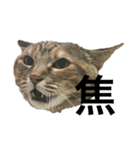 猫と漢字（個別スタンプ：23）