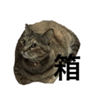猫と漢字（個別スタンプ：25）