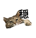 猫と漢字（個別スタンプ：26）