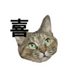 猫と漢字（個別スタンプ：27）