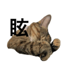 猫と漢字（個別スタンプ：28）