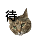 猫と漢字（個別スタンプ：29）