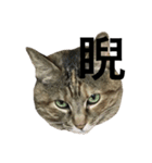 猫と漢字（個別スタンプ：30）