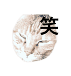 猫と漢字（個別スタンプ：31）