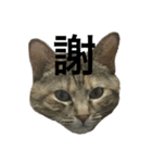 猫と漢字（個別スタンプ：32）