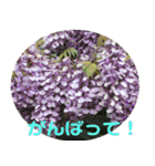 フラワーガーデンワールド（個別スタンプ：21）