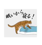 茶トラ白猫 眠たい日常（個別スタンプ：14）