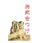 仕事用で使う言葉をカエルからーBIG（個別スタンプ：24）