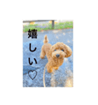 トイプー時々フレブル（個別スタンプ：9）