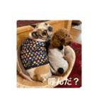 トイプー時々フレブル（個別スタンプ：11）