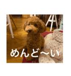 トイプー時々フレブル（個別スタンプ：13）