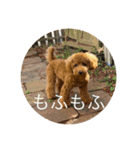 トイプー時々フレブル（個別スタンプ：16）