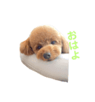 サンステコハク3（個別スタンプ：1）