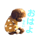 サンステコハク3（個別スタンプ：2）