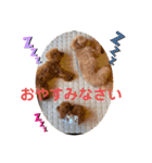 サンステコハク3（個別スタンプ：4）