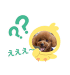 サンステコハク3（個別スタンプ：12）