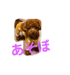 サンステコハク3（個別スタンプ：13）