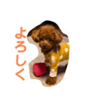 サンステコハク3（個別スタンプ：15）